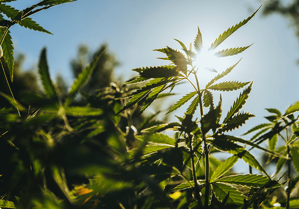 The advantages of organic hemp protein at a glance