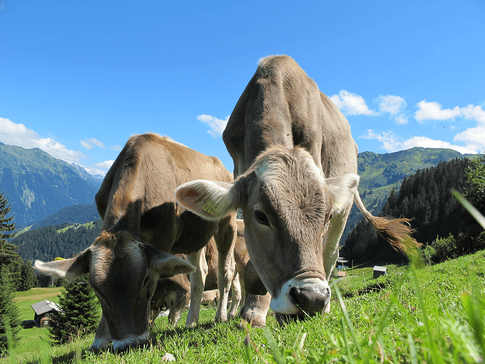 Whey isolate from high-quality Alpine milk