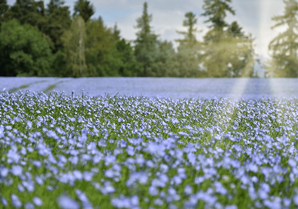 The benefits of organic linseed protein at a glance