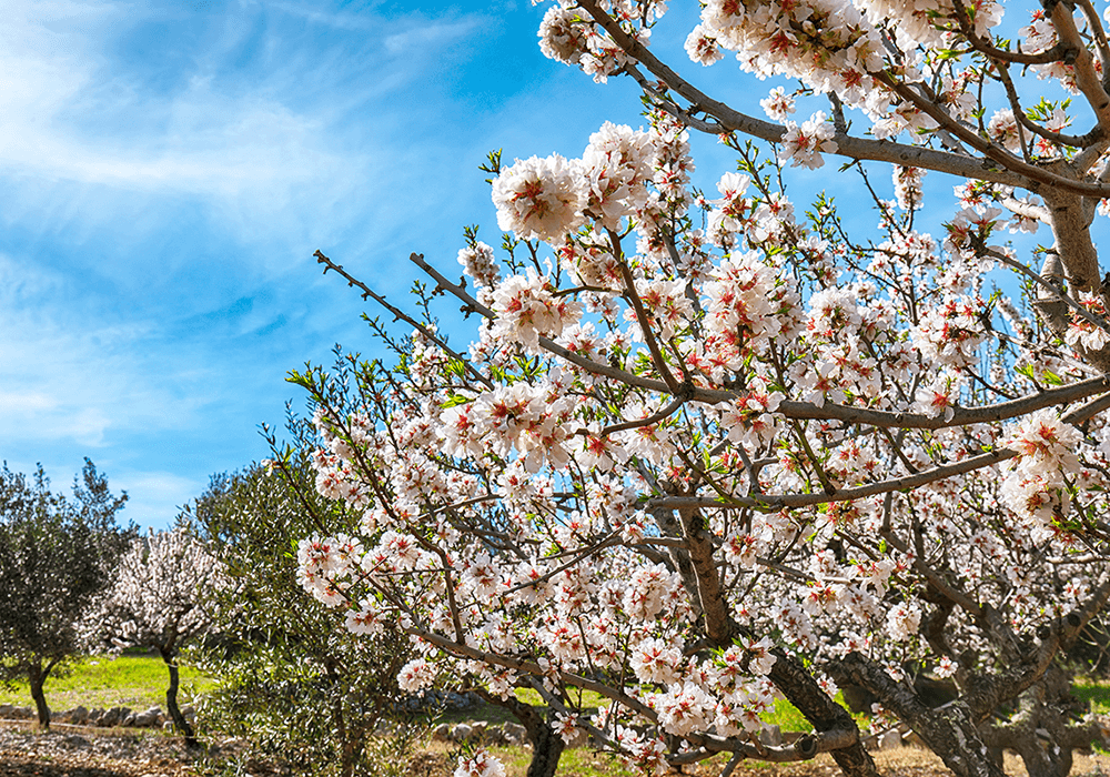 The benefits of organic almond protein at a glance
