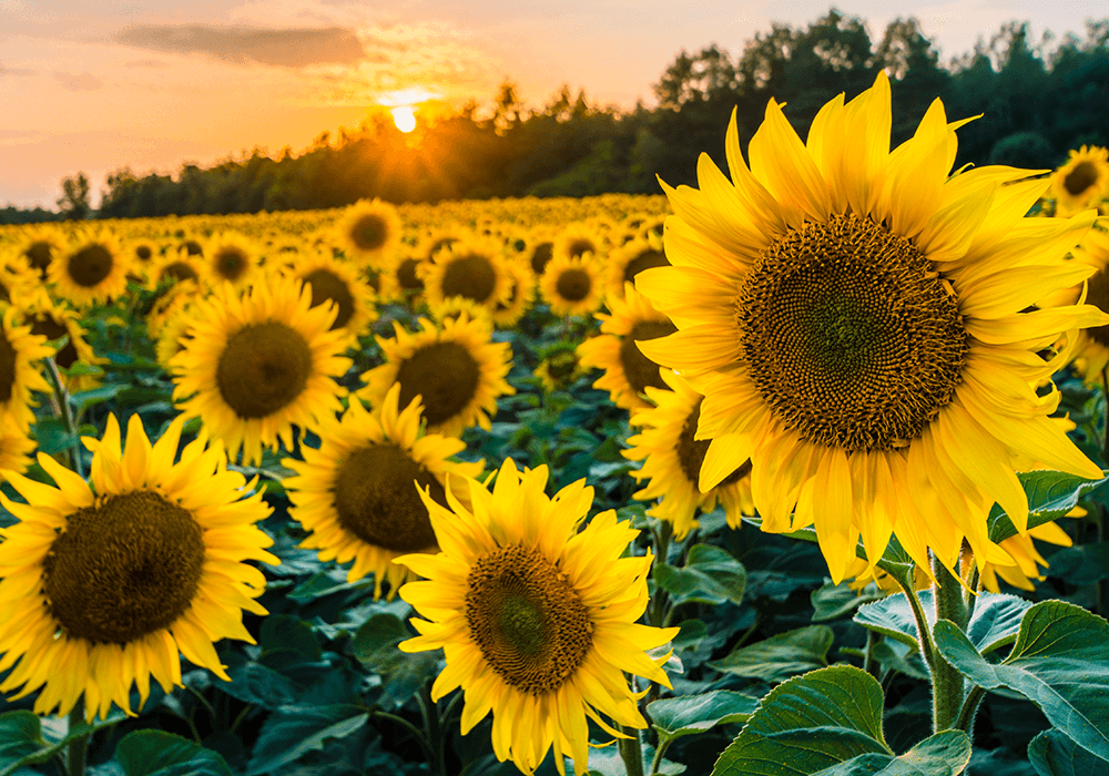 The benefits of organic sunflower protein at a glance