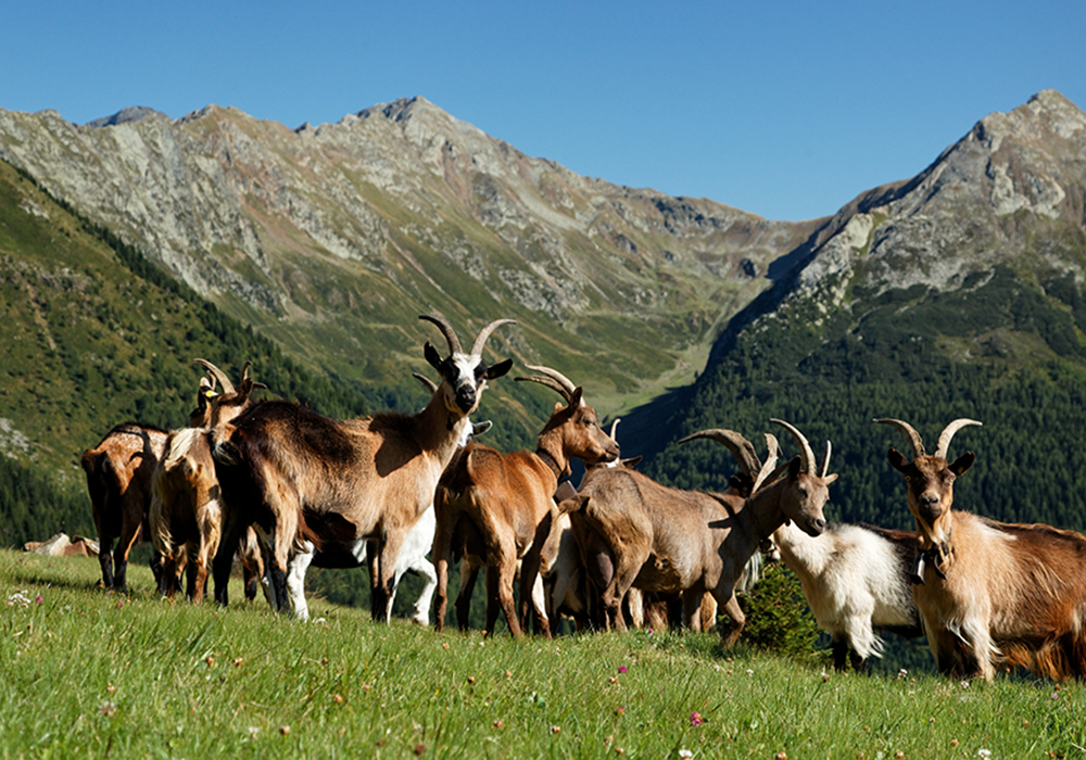 The advantages of goat whey protein at a glance